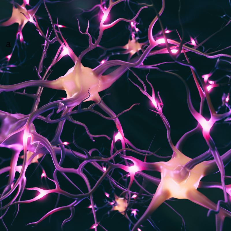 Photo of neurons